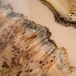 przekrój przez drewno