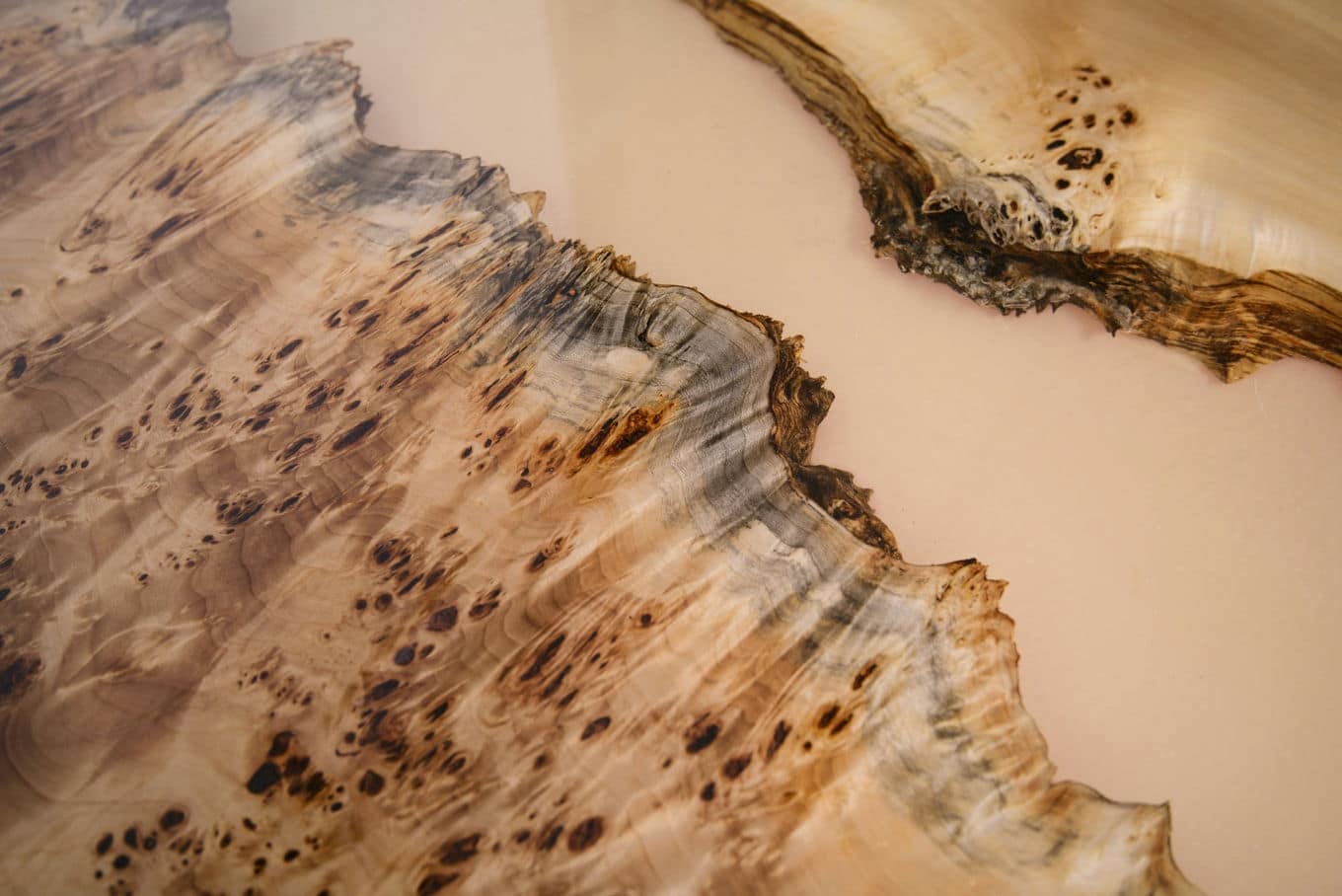 przekrój przez drewno